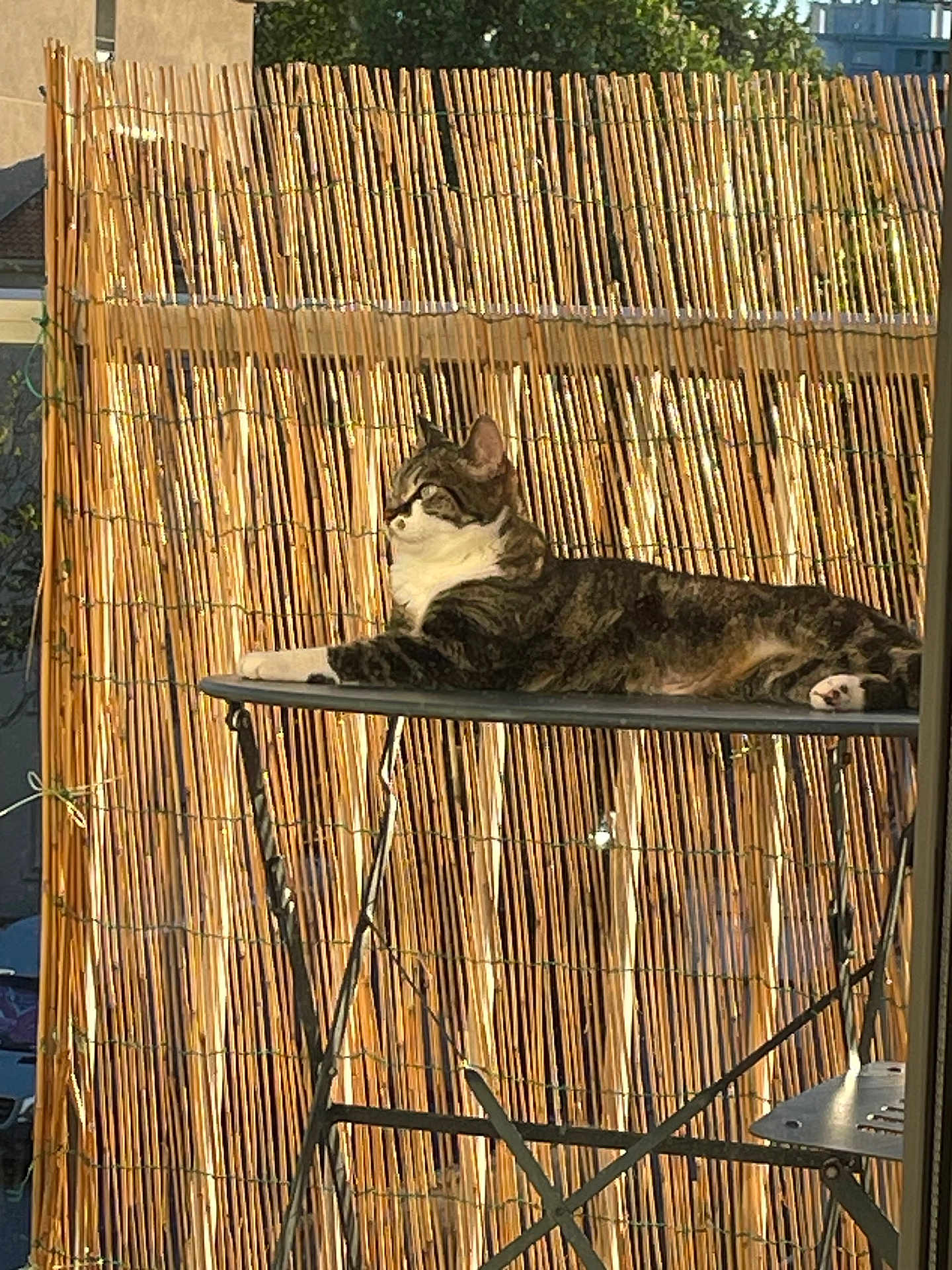 Fiona a rejoint le concours — aidez-le/la à gagner de superbes lots ! cat, tabby_cat, relaxed, sunlight, outdoor, table, metal_table, bamboo_screen, fence, resting, pet, animal, daylight, nature, quiet, peaceful, backyard, balcony, striped_fur, domestic_cat