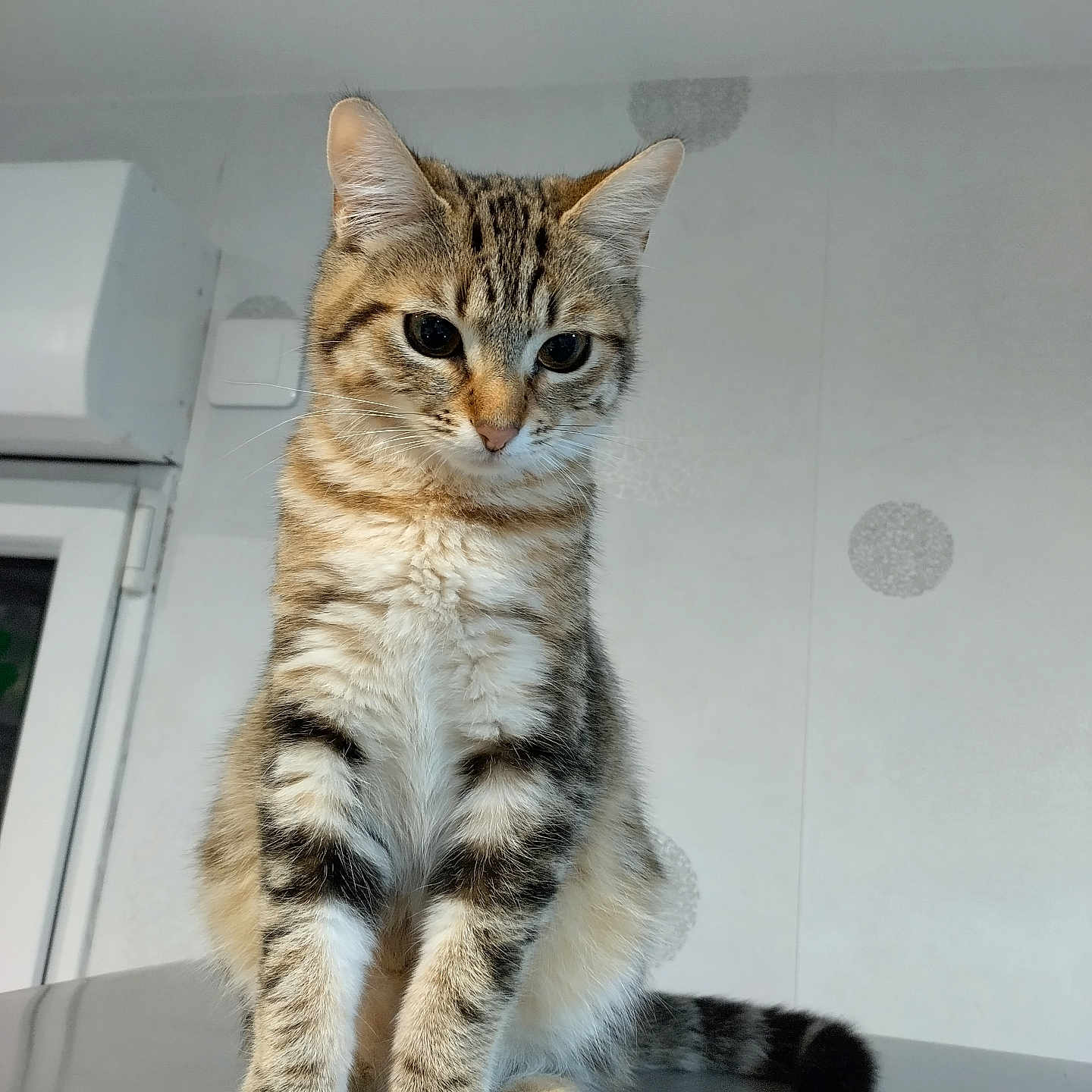 Opal a rejoint le concours — aidez-le/la à gagner de superbes lots ! animal, cat, curious, cute, domestic, ears, eyes, face, feline, fur, indoor, paws, pet, reflection, sitting, striped, tabby, tail, whiskers, young