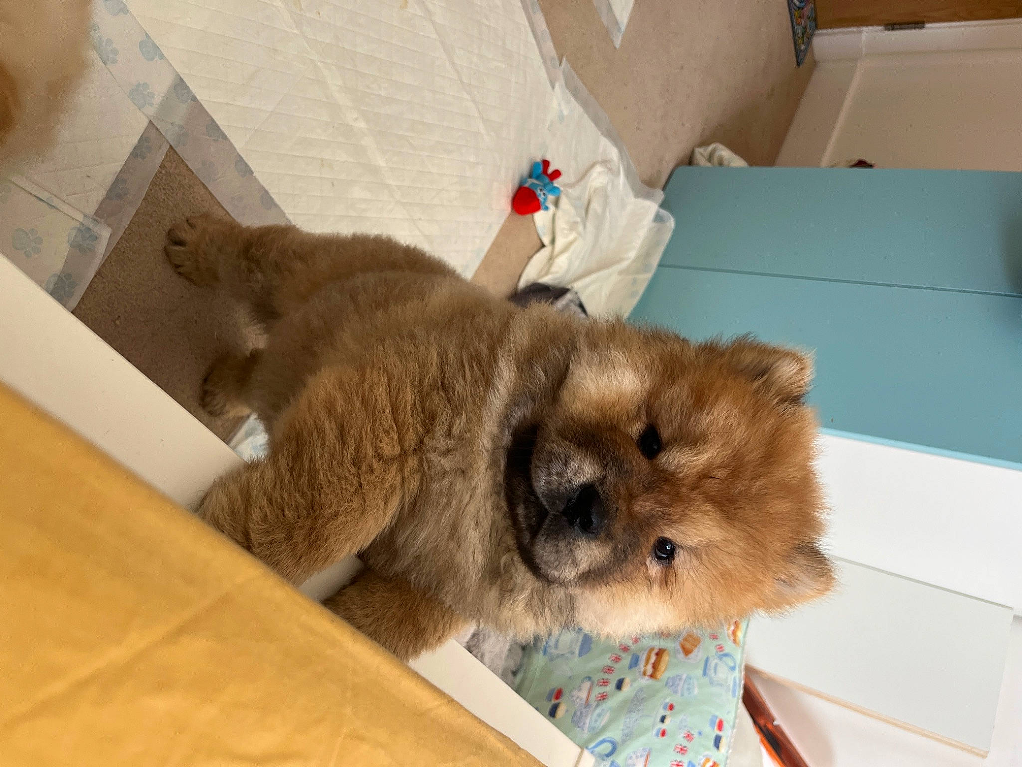 Yok Yok joined the competition — help win amazing prizes! box, canidae, carnivore, companion_dog, dog_breed, fawn, felidae, flooring, fur, hardwood, liver, pet_supply, room, small_to_medium_sized_cats, snout, tail, terrestrial_animal, toy_dog, whiskers, working_animal