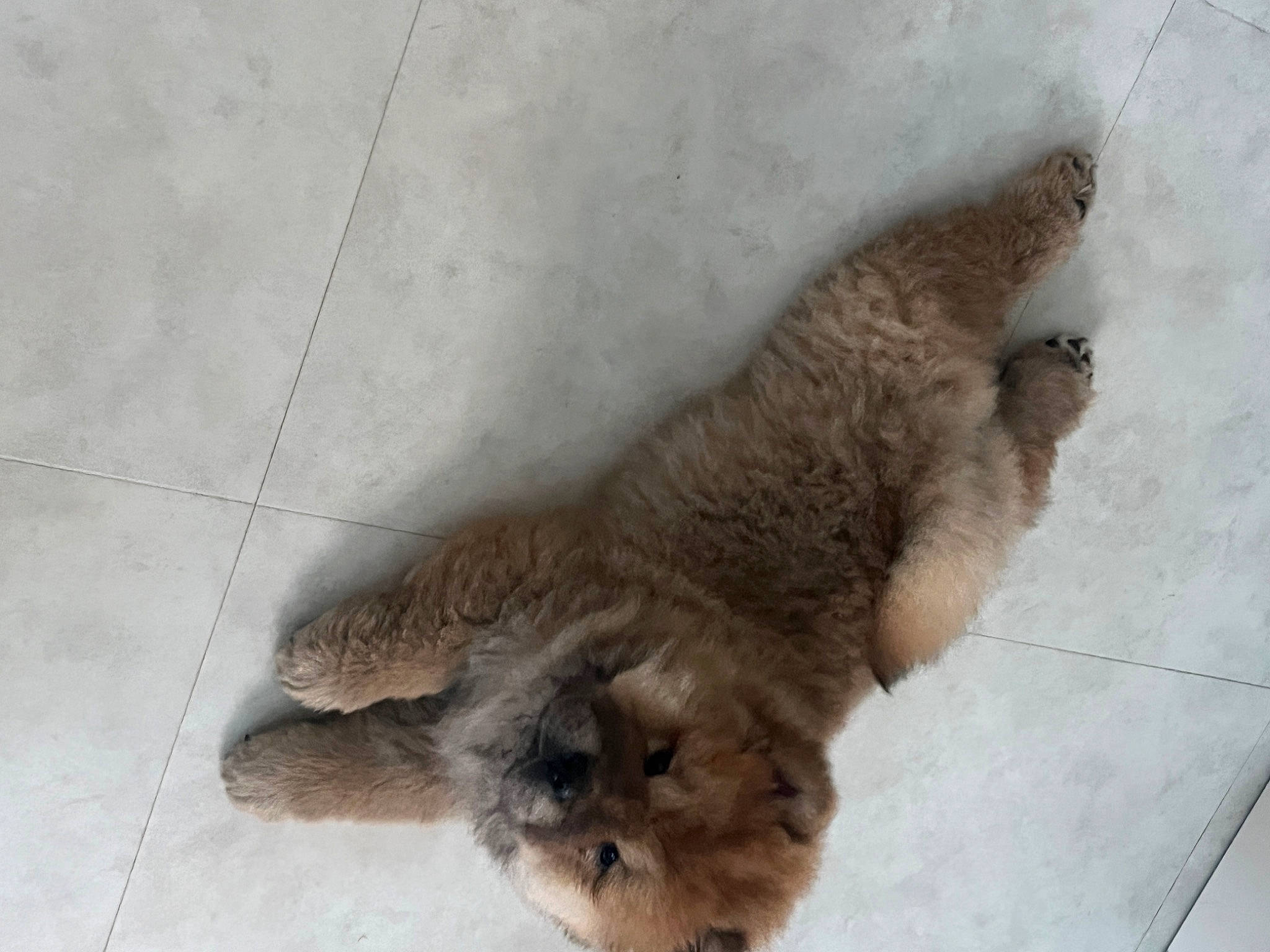 Yok Yok is registered to the contest to win money with this photo: canidae, carnivore, cat, claw, dog_breed, domestic_short_haired_cat, fawn, felidae, flooring, fur, liver, paw, small_to_medium_sized_cats, snout, sporting_group, tail, terrestrial_animal, tile_flooring, whiskers