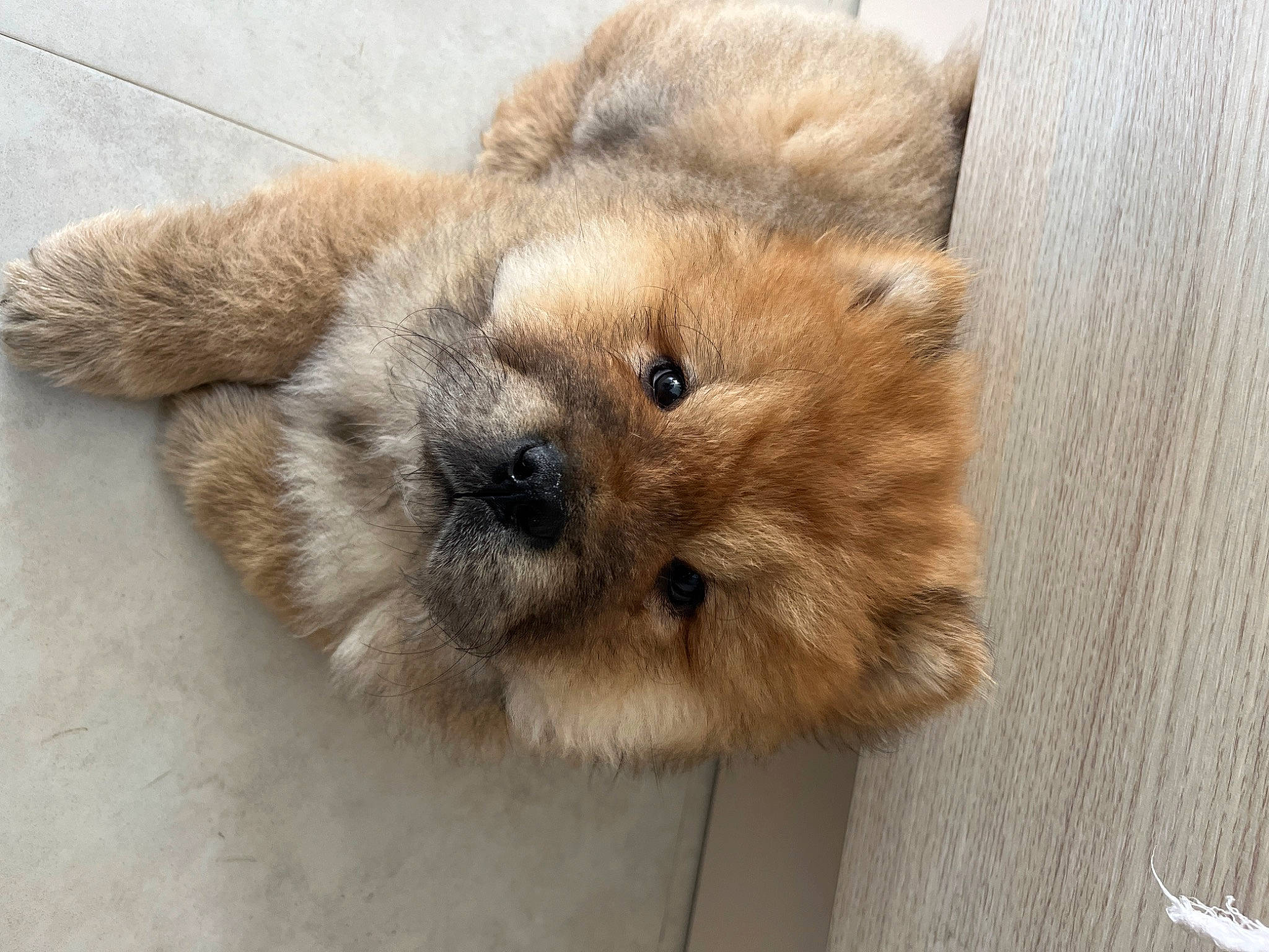 Yok Yok is registered to the contest to win money with this photo: ancient_dog_breeds, canidae, carnivore, chow_chow, companion_dog, dog, dog_breed, fawn, fur, german_spitz_mittel, liver, non_sporting_group, paw, snout, spitz, sporting_group, terrestrial_animal, whiskers, wood, working_animal