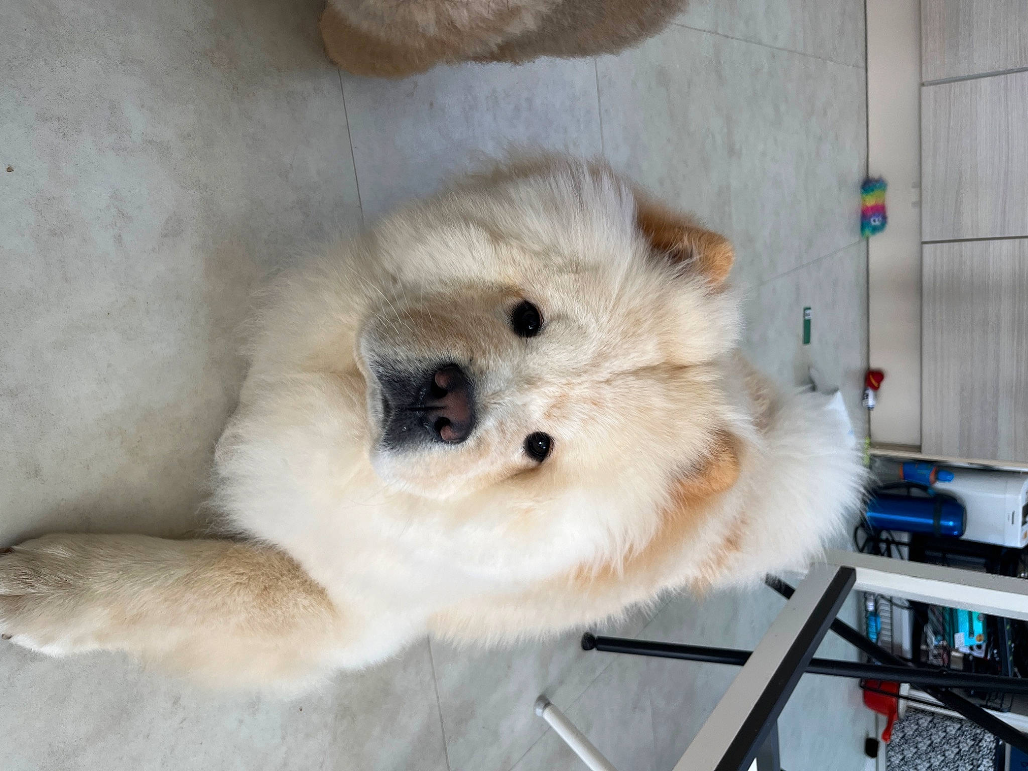 Bao Bao is registered to the contest to win money with this photo: canidae, carnivore, companion_dog, dog, dog_breed, fawn, felidae, fur, non_sporting_group, paw, polar_bear, puppy, samoyed, snout, spitz, sporting_group, terrestrial_animal, whiskers