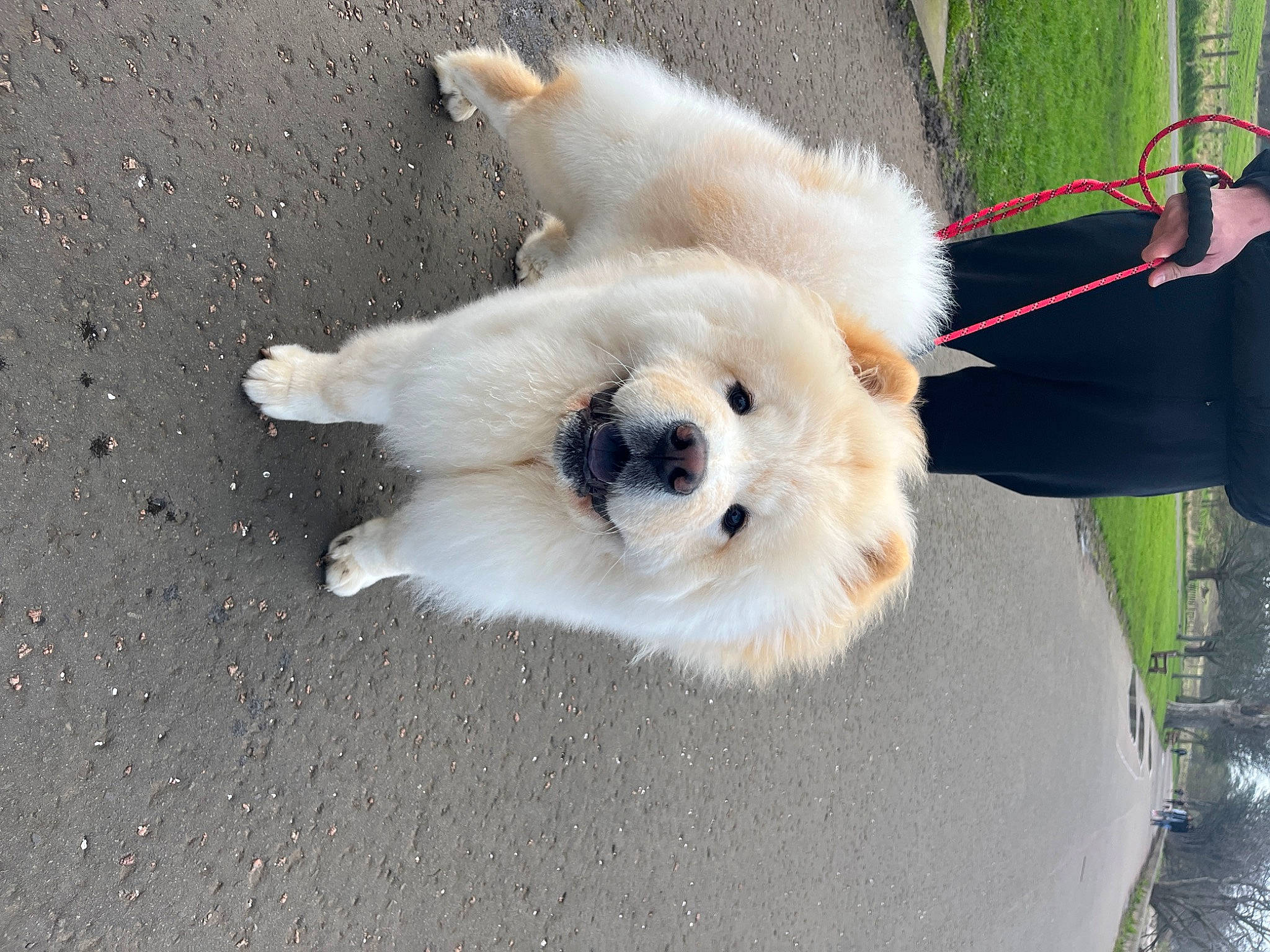 Bao Bao is registered to the contest to win money with this photo: canidae, carnivore, collar, companion_dog, dog, dog_breed, fur, german_spitz, german_spitz_klein, german_spitz_mittel, indian_spitz, japanese_spitz, samoyed, spitz, sporting_group, toy_dog, vehicle, volpino_italiano, working_animal, working_dog