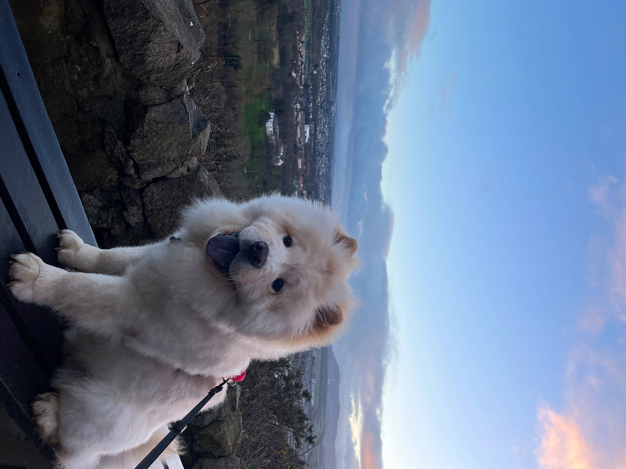 Bao Bao joined the competition — help win amazing prizes! canidae, carnivore, cloud, collar, companion_dog, cumulus, dog, dog_breed, dog_collar, fur, non_sporting_group, sky, snout, sporting_group, toy_dog, tree, water, winter, working_animal