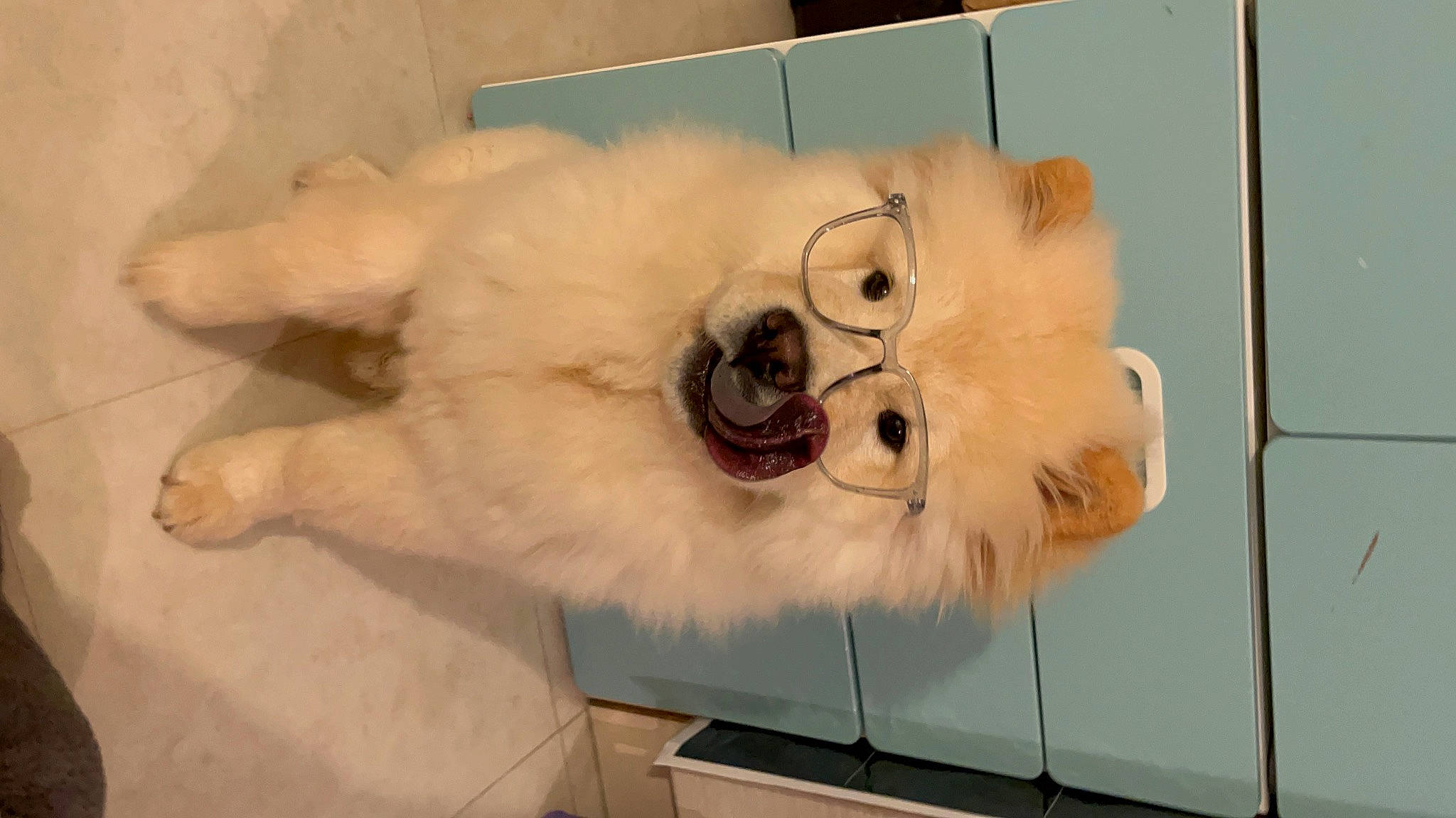 Bao Bao joined the competition — help win amazing prizes! art, canidae, carnivore, companion_dog, dog_breed, fur, room, snout, sporting_group, toy, whiskers, working_animal