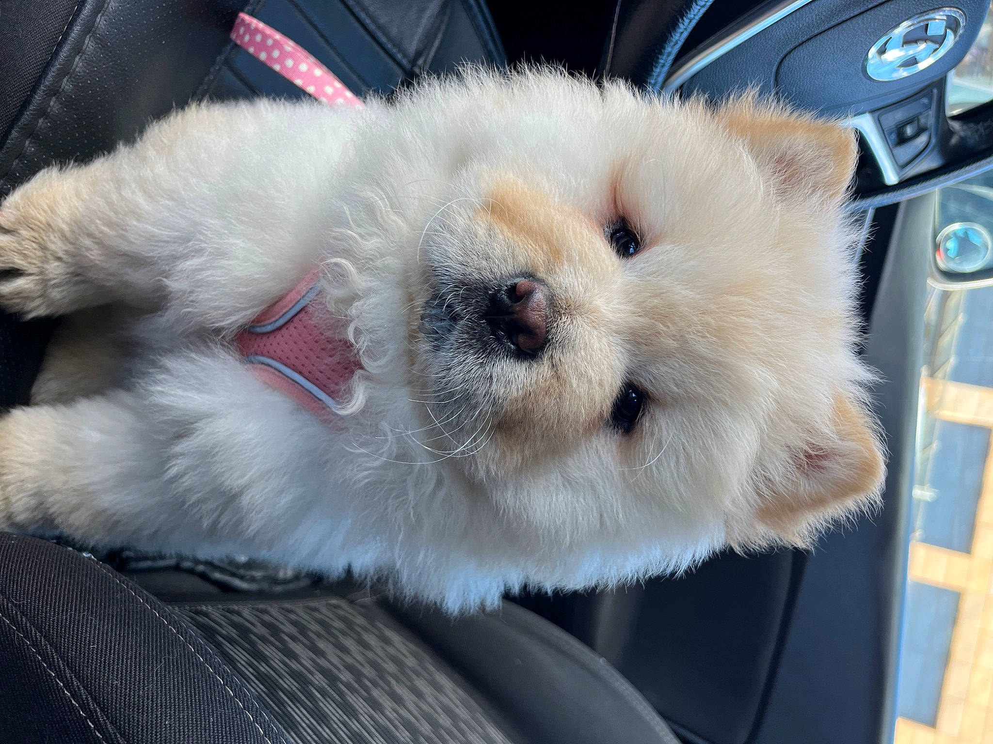 Fan Fan is registered to the contest to win money with this photo: canidae, carnivore, collar, companion_dog, dog, dog_breed, fawn, felidae, fur, non_sporting_group, paw, samoyed, small_to_medium_sized_cats, snout, spitz, sporting_group, tail, toy_dog, whiskers, working_animal