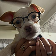 Chikis is registered to the contest to win money with this photo: puppy, dog, glasses, pet, cute, closeup, hands, indoor, face, adorable, wearing, young, portrait, animal, muzzle, ears, nostrils, human_hands, rings, nail_polish