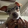 puppy, dog, glasses, pet, cute, closeup, hands, indoor, face, adorable, wearing, young, portrait, animal, muzzle, ears, nostrils, human_hands, rings, nail_polish