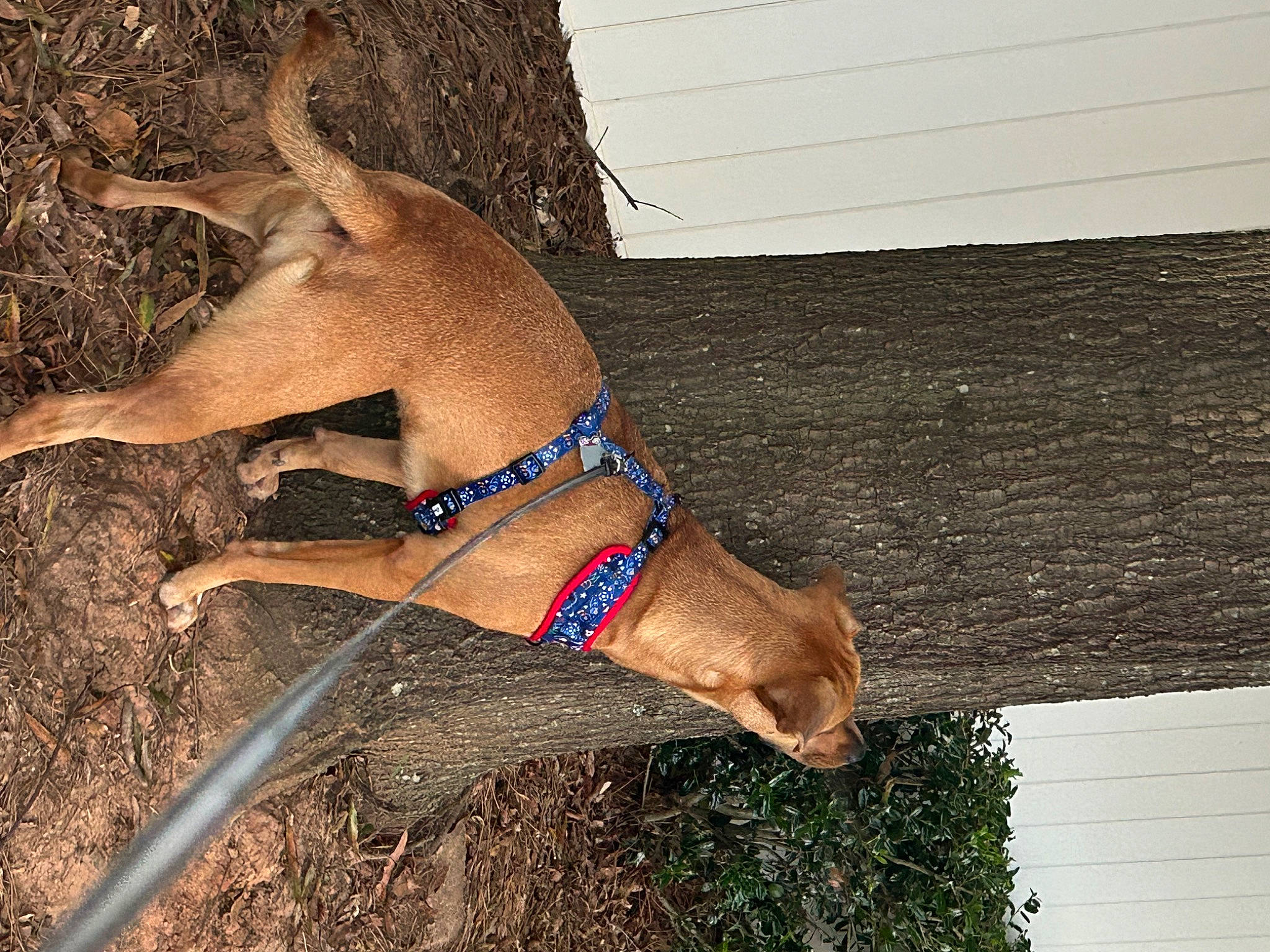 Pumpkin is registered to the contest to win money with this photo: canidae, carnivore, collar, dog, dog_breed, dog_collar, fawn, foot, grass, human_leg, liver, shadow, slope, snout, soil, sporting_group, tail, terrestrial_animal, wood, working_animal