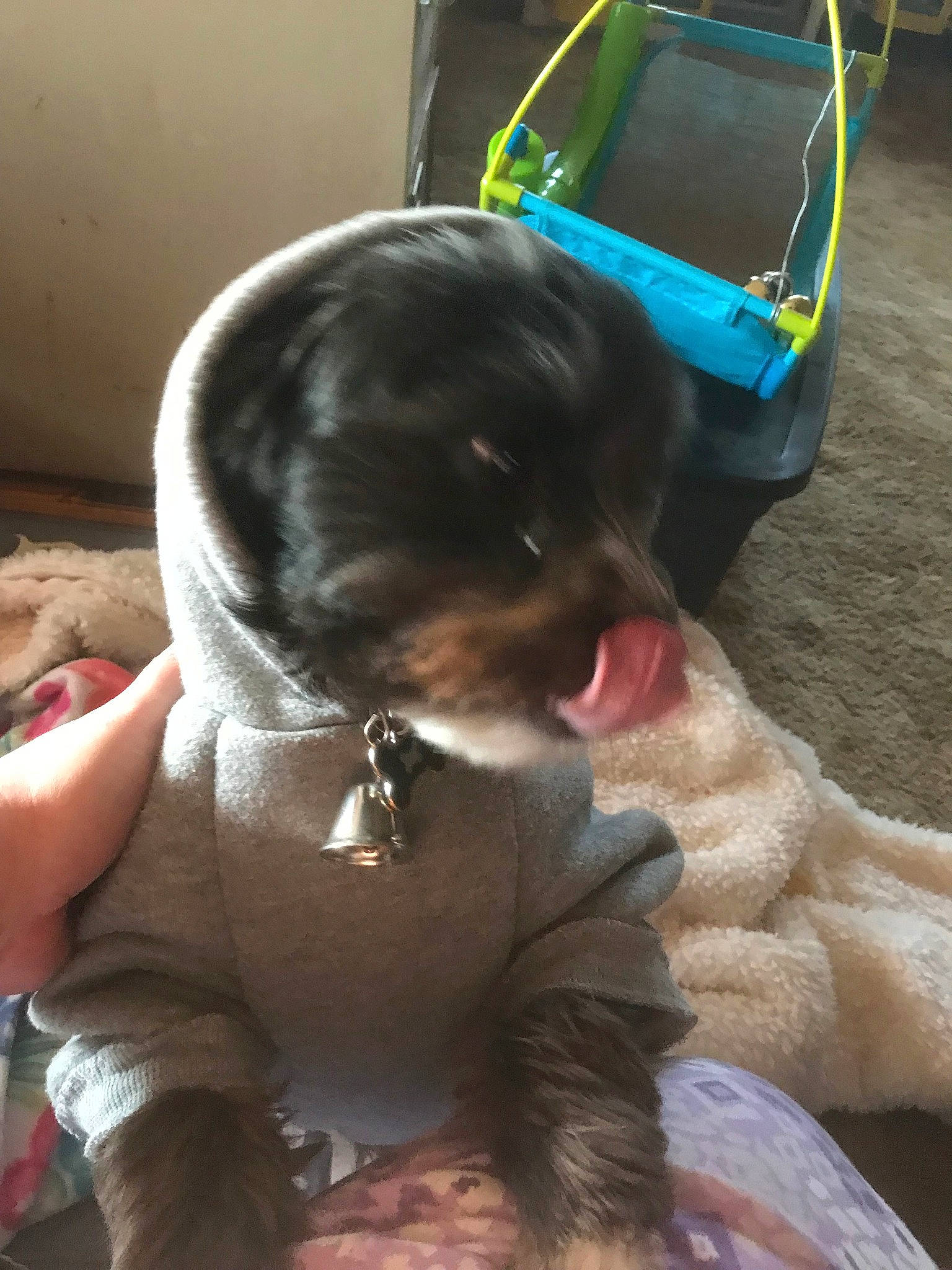 Boots is registered to the contest to win money with this photo: canidae, carnivore, companion_dog, dog, dog_breed, fawn, liver, non_sporting_group, puppy, snout, sporting_group