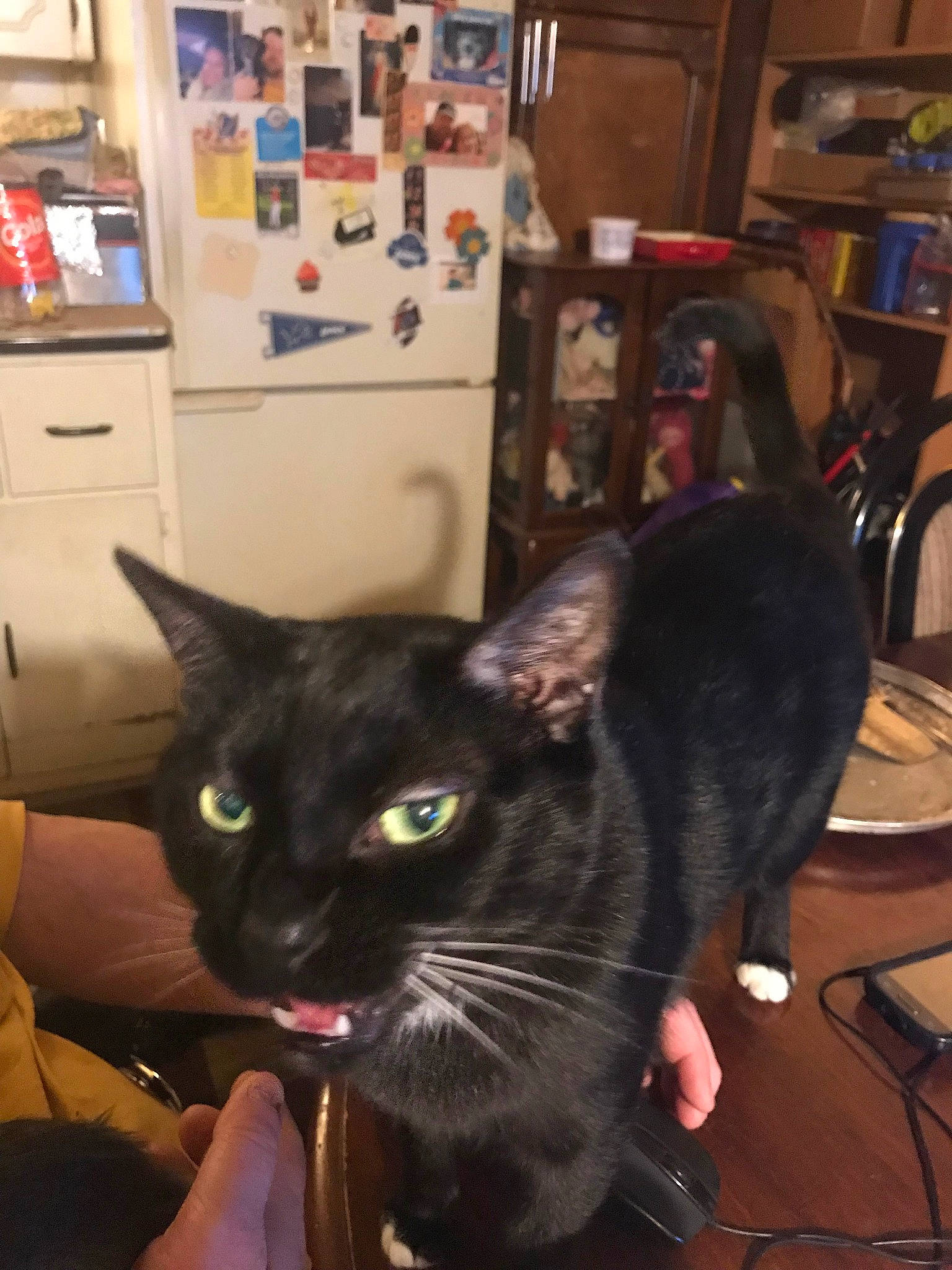 Jonah joined the competition — help win amazing prizes! asian, black, black_cat, carnivore, cat, domestic_short_haired_cat, ear, eye, felidae, iris, kitten, korat, oriental_shorthair, small_to_medium_sized_cats, whiskers