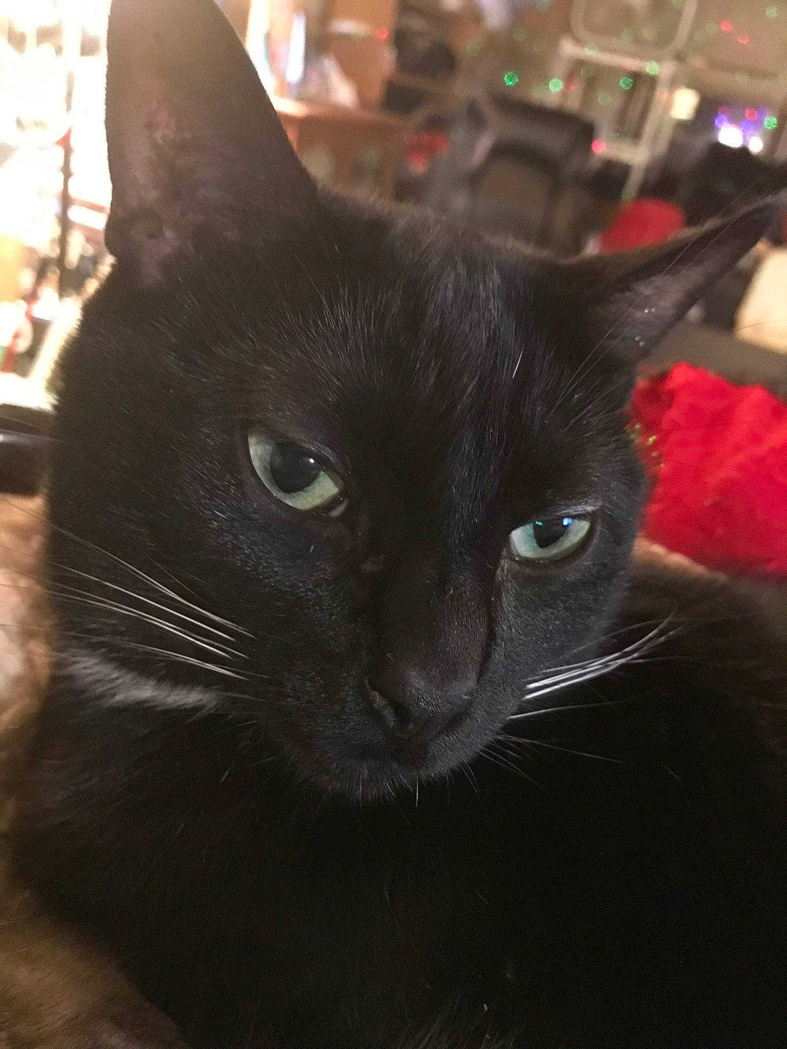 Jonah is registered to the contest to win money with this photo: asian, black, black_cat, bombay, burmese, carnivore, cat, domestic_short_haired_cat, felidae, havana_brown, mammal, small_to_medium_sized_cats, snout, vertebrate, whiskers