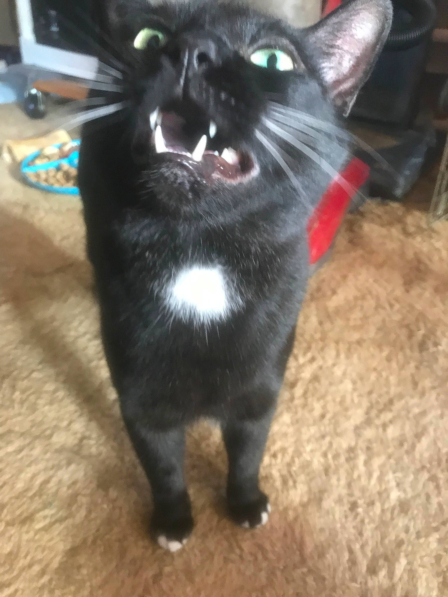 Jonah is registered to the contest to win money with this photo: asian, black, black_cat, bombay, burmese, carnivore, cat, domestic_short_haired_cat, felidae, german_rex, kitten, korat, mammal, oriental_shorthair, polydactyl_cat, small_to_medium_sized_cats, snout, tail, vertebrate, whiskers