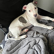 Coco Chanel is registered to the contest to win money with this photo: puppy, dog, white, gray, blanket, chair, indoor, pet, cute, animal, fur, ears, paw, tail, resting, looking, young, domestic, cozy, curious