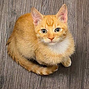 Neko joined the competition — help win amazing prizes! kitten, cat, orange_tabby, pet, animal, fur, whiskers, ears, floor, wooden_floor, cute, small, domestic_cat, looking_up, sitting, young, feline, indoor, adorable, playful
