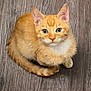 kitten, cat, orange_tabby, pet, animal, fur, whiskers, ears, floor, wooden_floor, cute, small, domestic_cat, looking_up, sitting, young, feline, indoor, adorable, playful