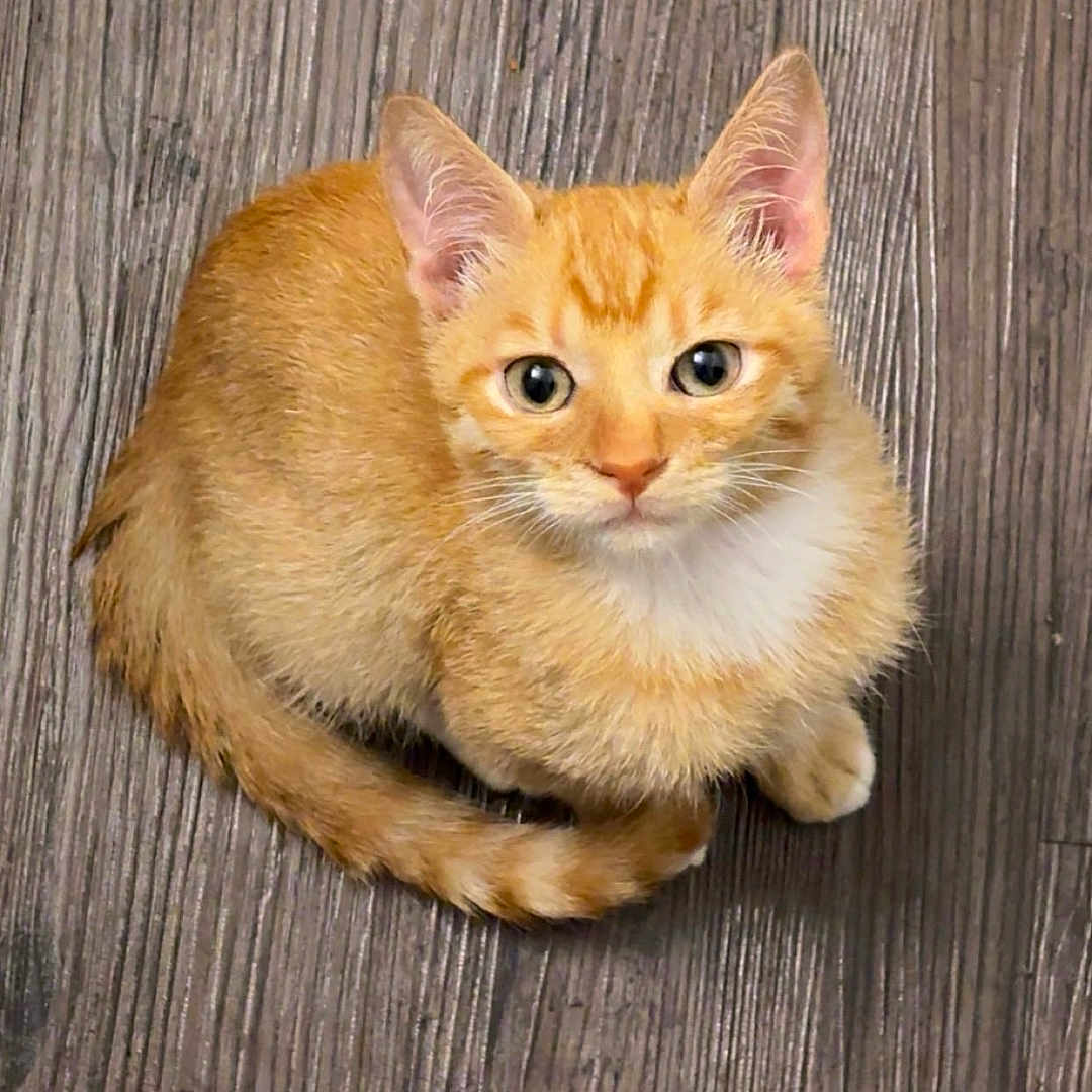 Neko joined the competition — help win amazing prizes! adorable, animal, cat, cute, domestic_cat, ears, feline, floor, fur, indoor, kitten, looking_up, orange_tabby, pet, playful, sitting, small, whiskers, wooden_floor, young