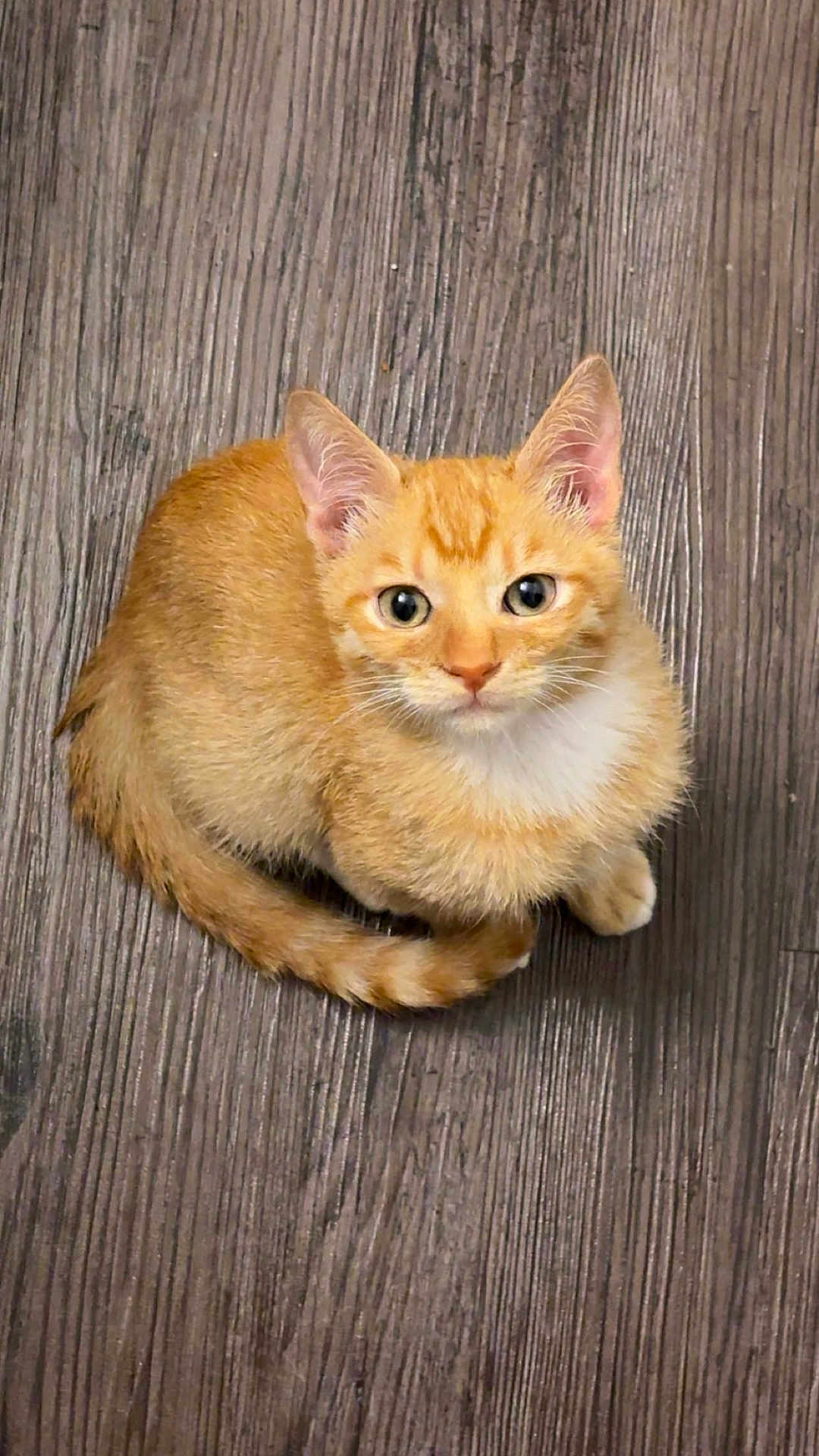 Neko joined the competition — help win amazing prizes! kitten, cat, orange_tabby, pet, animal, fur, whiskers, ears, floor, wooden_floor, cute, small, domestic_cat, looking_up, sitting, young, feline, indoor, adorable, playful