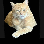 Walter is registered to the contest to win money with this photo: animal, black_background, cat, closeup, cute, feline, fur, indoor, isolated, lying_down, mammal, one_eye_closed, orange_cat, paw, pet, portrait, relaxed, resting, tabby, whiskers