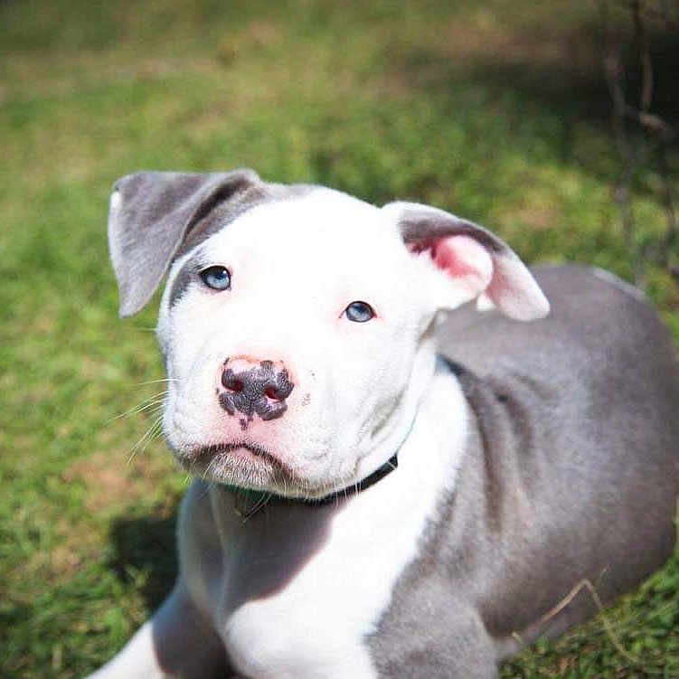 Bronson