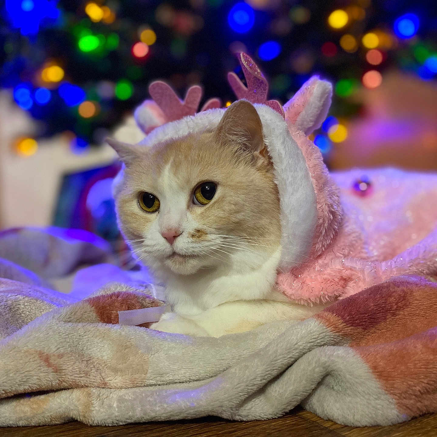 Bell is registered to the contest to win money with this photo: abyssinian, angora, animal, applique, blanket, cat, couch, furniture, hardwood, homedecor, kitten, linen, manx, pattern, pet, purple, quilt, siamese, towel, wood