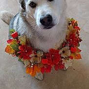 Indica is registered to the contest to win money with this photo: dog, animal, pet, sitting, flower_wreath, autumn, fall_leaves, orange, red, yellow, indoor, floor, tile, cute, portrait, looking_up, decorative, fluffy, fur, brown_eyes