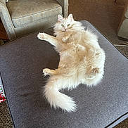 Mr. Pip joined the competition — help win amazing prizes! cat, white_cat, fluffy_cat, pet, indoor, furniture, ottoman, armchair, carpet, living_room, relaxed, cute, animal, fur, tail, green_eyes, cozy, home, resting, curious