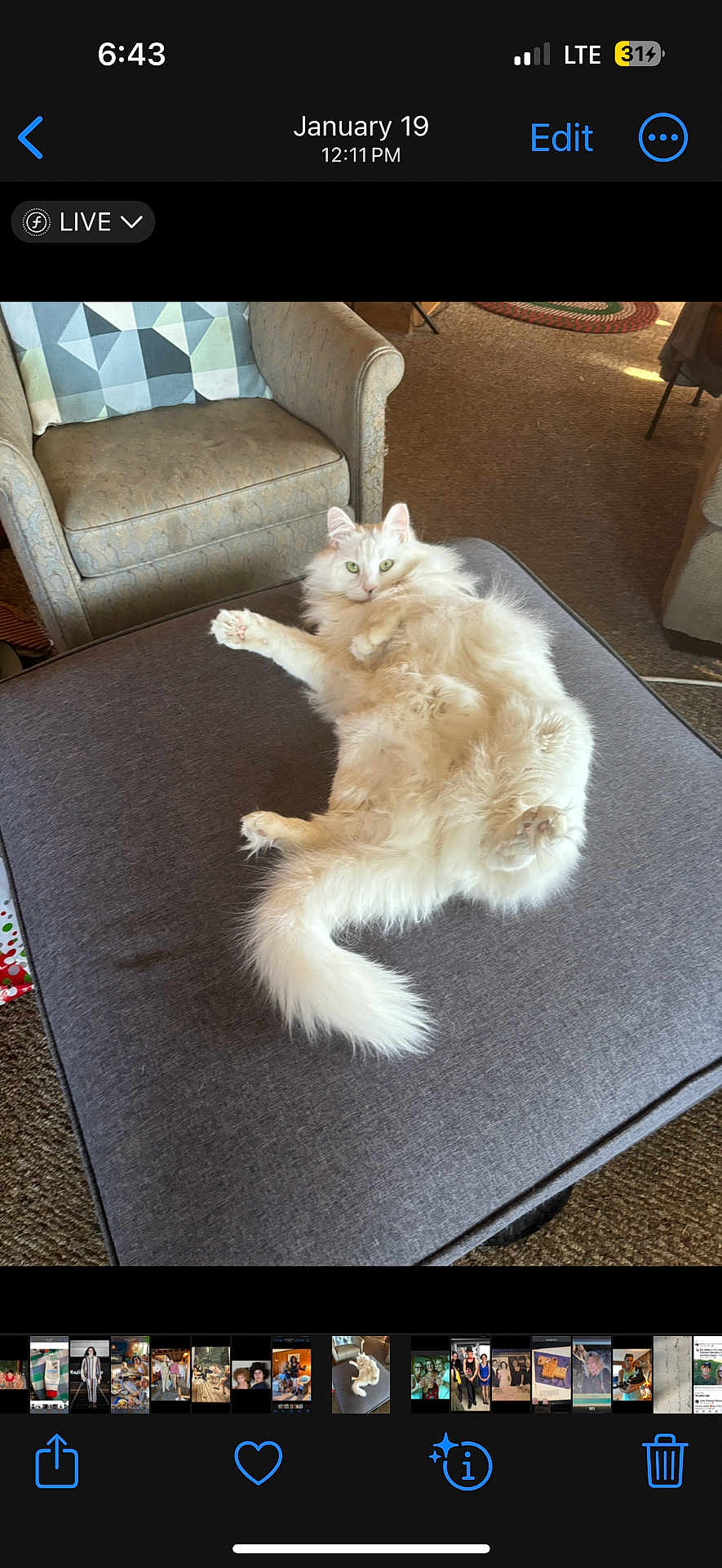 Mr. Pip joined the competition — help win amazing prizes! cat, white_cat, fluffy_cat, pet, indoor, furniture, ottoman, armchair, carpet, living_room, relaxed, cute, animal, fur, tail, green_eyes, cozy, home, resting, curious