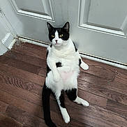 Dottie joined the competition — help win amazing prizes! cat, black_and_white, sitting, wooden_floor, door, relaxed, indoor, pet, animal, fur, whiskers, curious, paw, tail, household, domestic, feline, resting, cute, closeup