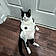 Dottie