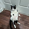 cat, black_and_white, sitting, wooden_floor, door, relaxed, indoor, pet, animal, fur, whiskers, curious, paw, tail, household, domestic, feline, resting, cute, closeup