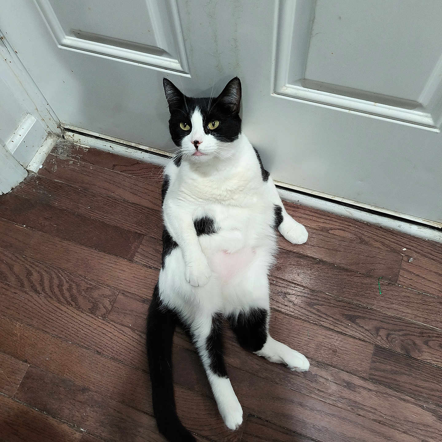 Dottie joined the competition — help win amazing prizes! cat, black_and_white, sitting, wooden_floor, door, relaxed, indoor, pet, animal, fur, whiskers, curious, paw, tail, household, domestic, feline, resting, cute, closeup