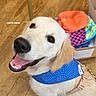 dog, golden_retriever, puppy, pet, smiling, happy, sitting, harness, blue_harness, white_fur, floppy_ears, open_mouth, black_nose, indoors, wooden_floor, storage_bins, colorful_clothing, portrait, cute, photography