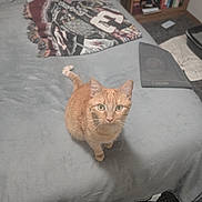 Armetto is registered to the contest to win money with this photo: cat, orange_cat, pet, animal, feline, sitting, bed, bedroom, blanket, gray_bedding, bookshelf, books, indoors, home, cozy, portrait, looking_at_camera, whiskers, green_eyes, carpet