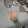 cat, orange_cat, pet, animal, feline, sitting, bed, bedroom, blanket, gray_bedding, bookshelf, books, indoors, home, cozy, portrait, looking_at_camera, whiskers, green_eyes, carpet
