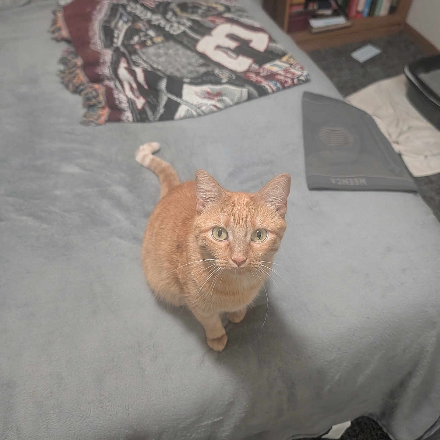 Armetto is registered to the contest to win money with this photo: cat, orange_cat, pet, animal, feline, sitting, bed, bedroom, blanket, gray_bedding, bookshelf, books, indoors, home, cozy, portrait, looking_at_camera, whiskers, green_eyes, carpet