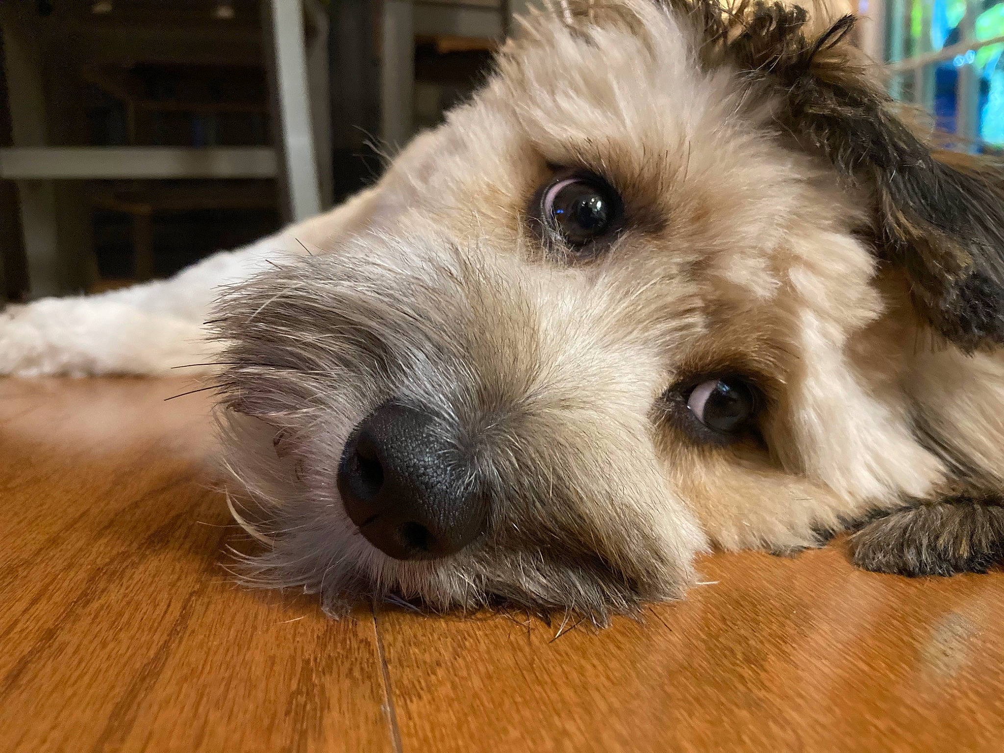 Howard joined the competition — help win amazing prizes! canidae, carnivore, companion_dog, dog, dog_breed, fawn, flooring, fur, hardwood, small_terrier, snout, sporting_group, terrestrial_animal, terrier, toy_dog, varnish, whiskers, wood, wood_stain, working_animal