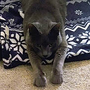 Jake joined the competition — help win amazing prizes! animal, blanket, carpet, cat, close_up, domestic_cat, ears, feline, focused, front_paws, fur, gray_cat, home, indoor, lying_down, patterned_blanket, pet, resting, stretching, whiskers