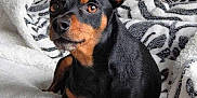 Jimmy is registered to the contest to win money with this photo: alert, animal, black_and_tan, blanket, canine, companion, cozy, cute, dog, domestic_animal, ears, fur, home, indoor, looking_away, miniature_pinscher, pet, portrait, resting, small_dog