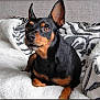 Jimmy is registered to the contest to win money with this photo: dog, miniature_pinscher, pet, animal, black_and_tan, ears, alert, blanket, indoor, cute, fur, portrait, resting, looking_away, companion, canine, small_dog, cozy, home, domestic_animal