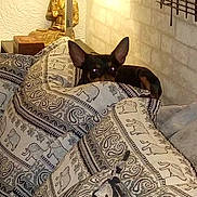 Jimmy is registered to the contest to win money with this photo: dog, small_dog, cushions, elephant_pattern, indoor, buddha_statue, wall, decor, cozy, peeking, curious, animal, pet, brown_dog, ears, furniture, relaxing, patterned_textile, home, soft_lighting
