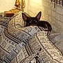 dog, small_dog, cushions, elephant_pattern, indoor, buddha_statue, wall, decor, cozy, peeking, curious, animal, pet, brown_dog, ears, furniture, relaxing, patterned_textile, home, soft_lighting