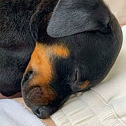 Jimmy joined the competition — help win amazing prizes! adorable, animal, black_and_tan, blanket, close_up, cozy, cute, dog, ear, fur, indoors, mammal, peaceful, pet, puppy, resting, sleeping, snout, soft, young