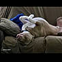 Cooper joined the competition — help win amazing prizes! dog, couch, upside_down, relaxed, sleeping, indoor, pet, fur, pillow, blanket, brown, white, collar, resting, animal, canine, comfort, home, furniture, casual