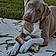 Cooper