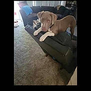 Cooper is registered to the contest to win money with this photo: dog, living_room, couch, carpet, pet, indoor, brown_dog, white_paws, furniture, blanket, curious, playful, animal, domestic, home, relaxing, canine, pet_friendly, cozy, background