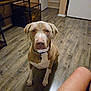 Cooper joined the competition — help win amazing prizes! dog, indoor, floor, wooden_floor, collar, pet, animal, brown_dog, sitting, looking_at_camera, furniture, room, door, human_leg, casual, home, flooring, domestic_animal, companion, canine