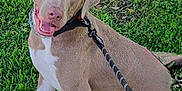 Cooper is registered to the contest to win money with this photo: dog, canine, pet, grass, outdoor, leash, happy, sitting, brown_coat, white_paws, animal, nature, playful, collar, tongue_out, ears, eyes, smiling, daylight, park