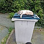 abyssinian, animal, can, cat, city, flagstone, garbage, kitten, machine, mailbox, path, pet, road, siamese, slate, tin, trash, trashcan, walkway, wheel