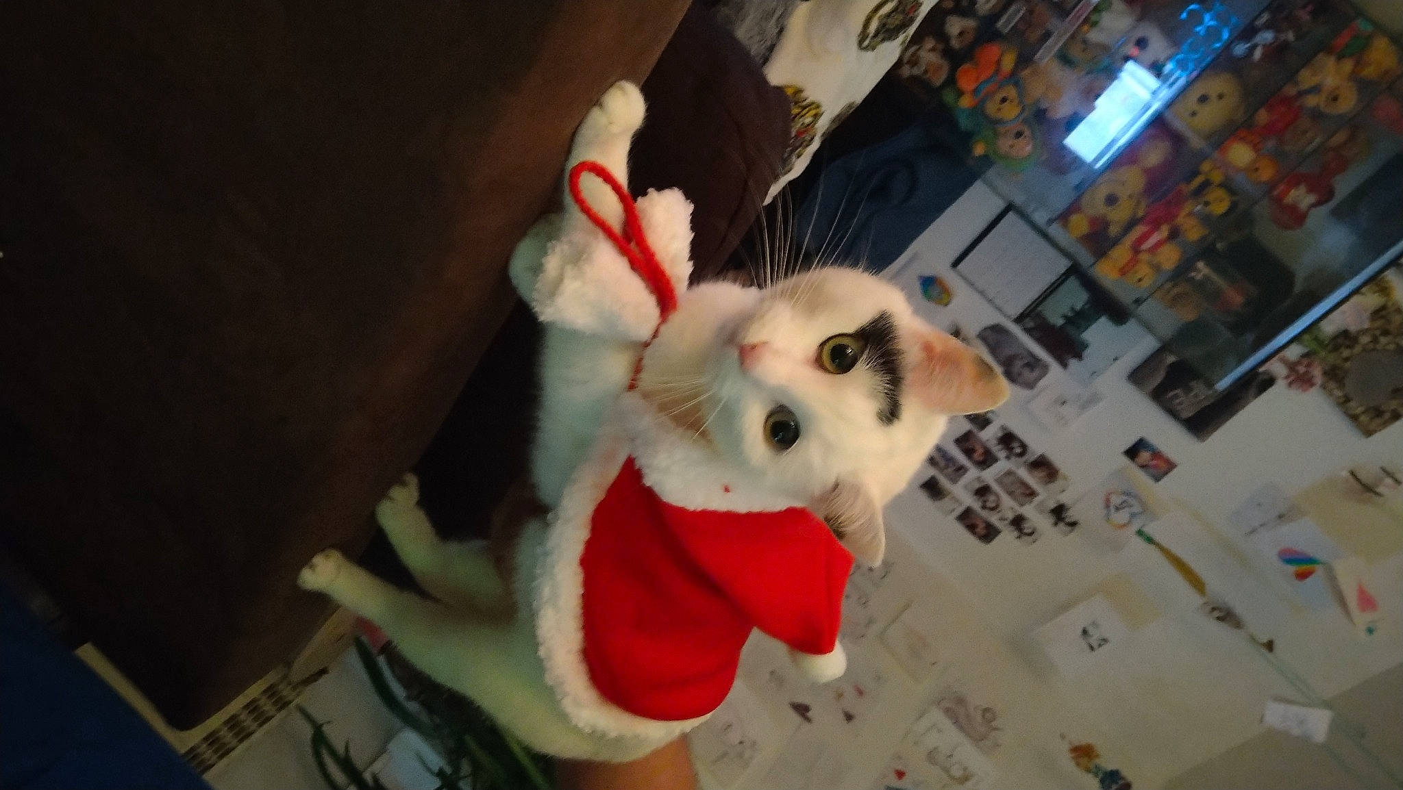 Izy participe au concours pour gagner de l'argent avec cette photo : canidae, carmine, carnivore, christmas, companion_dog, dog_breed, event, fawn, felidae, fictional_character, fun, fur, holiday, plush, small_to_medium_sized_cats, snout, stuffed_toy, tail, toy, whiskers